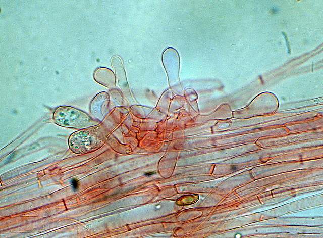 Xerocomus bubalinus   (Oolbekk. & Duin)  Redeuilh